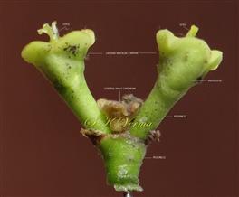  Group of 3 Cyathia: the central male and 2 lateral female on long peduncles